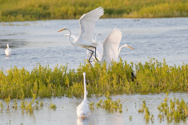 Great White Egret 0339