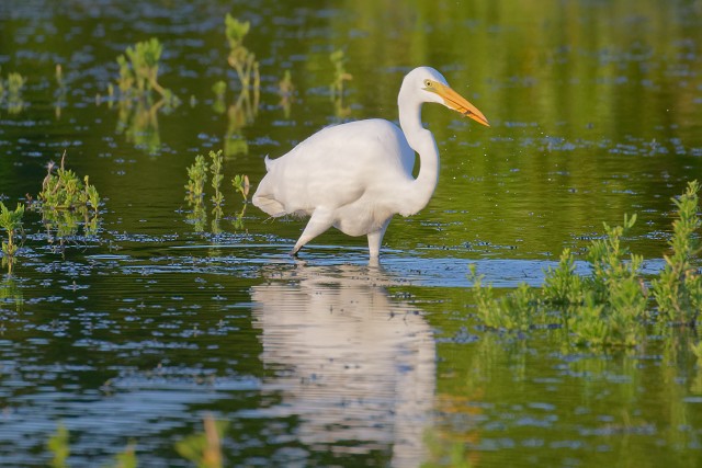 Great White Egret 0362
