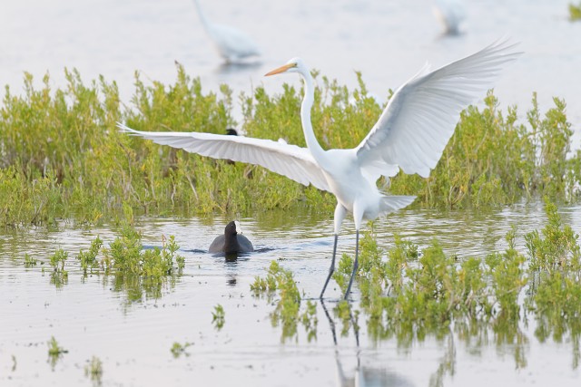 Great White Egret 0372