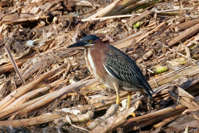 Green Heron 0497