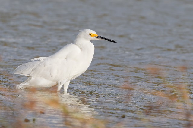Snowy Egret 0456