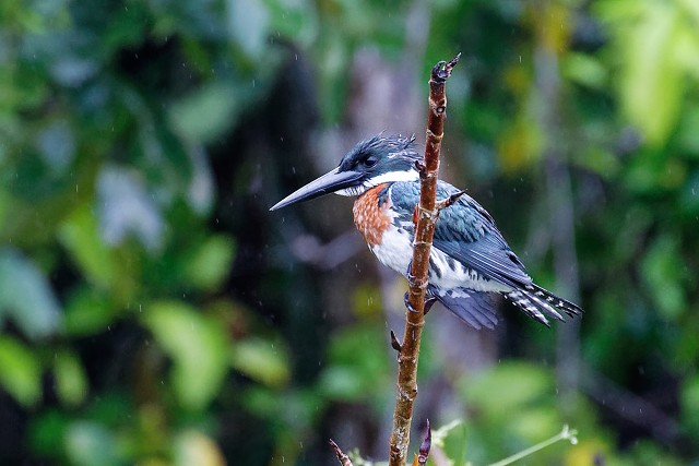 Amazon Kingfisher.2083
