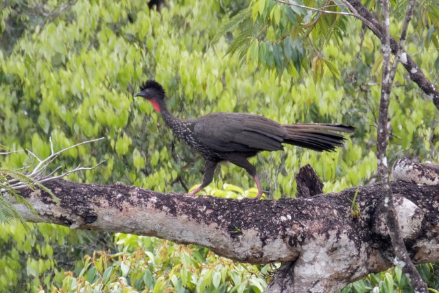 Crested Guan.5063