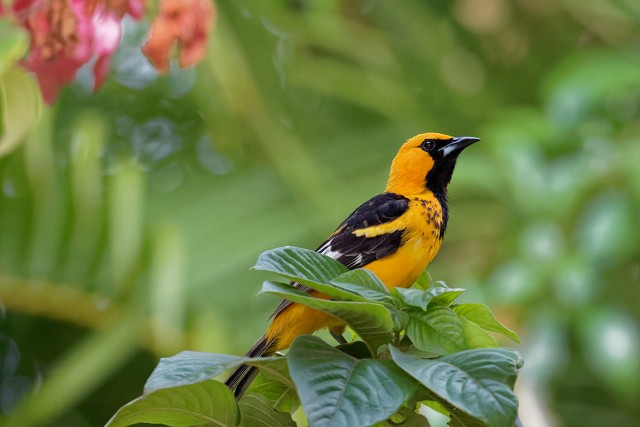 Spot-breasted Oriole.0968