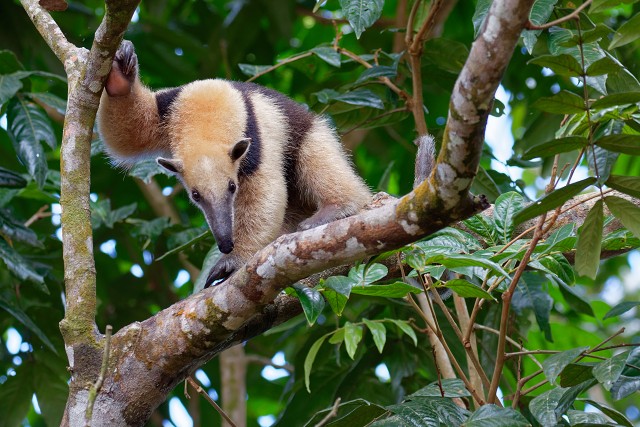 Tamandua.3914