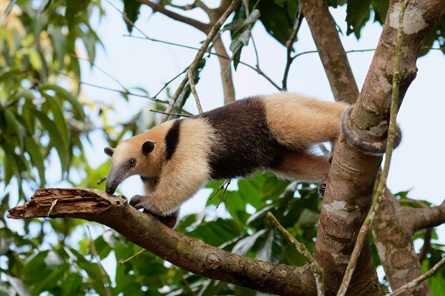 Tamandua.3919