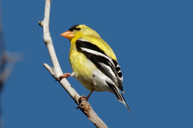 American Goldfinch.6511