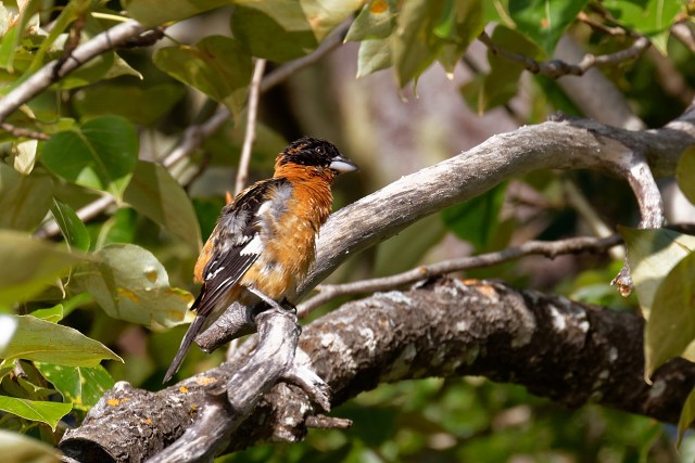 Black-headed Grosbeak.m.6546