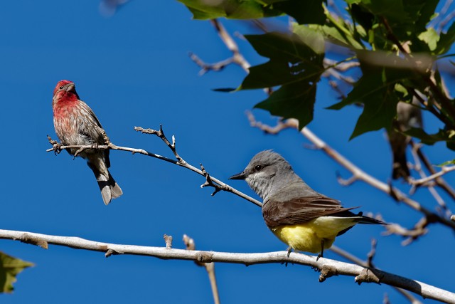 House Finch.Western Kingbird.6411-13.2c