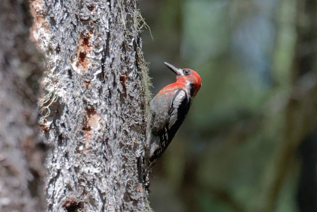 Red-breasted Sapsucker.6566