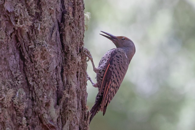 Red-shafted Northern Flicker.f.6551