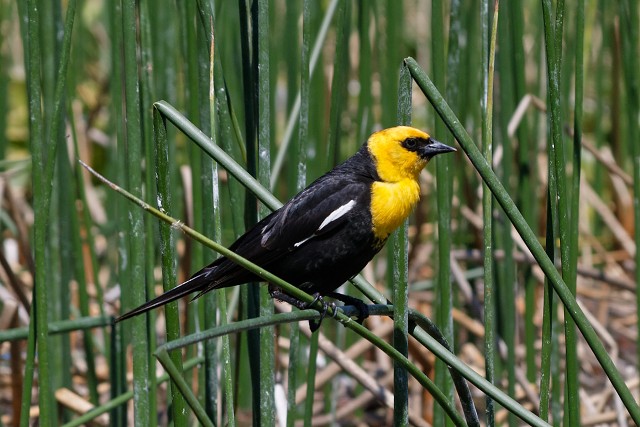 Yellow-headed Blackbird.2993