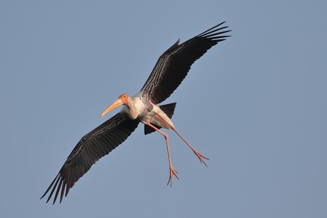 8283.painted-stork.landing