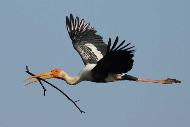 8362.painted Stork-2