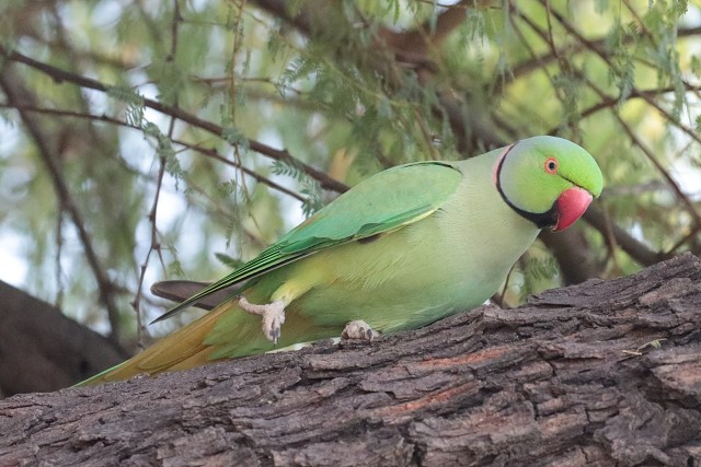 8431.Rose-ringed Parakeet