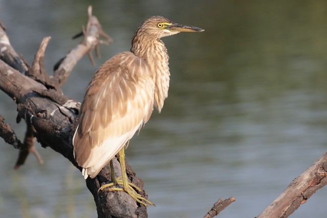 8466.Indian Pond Heron