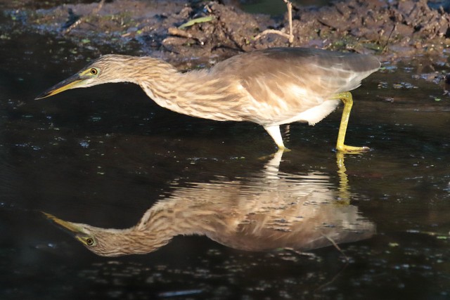 8499.Indian Pond Heron