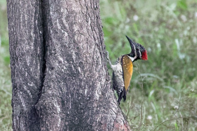 8540.Blacked-rumped Flameback