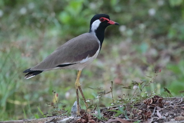 8557.Red-Wattled Lapwing