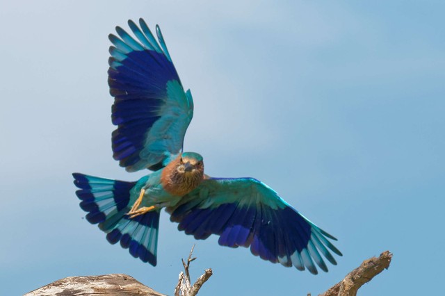 Indian Roller.9734
