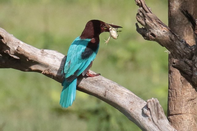 White Throated Kingfisher.9293r