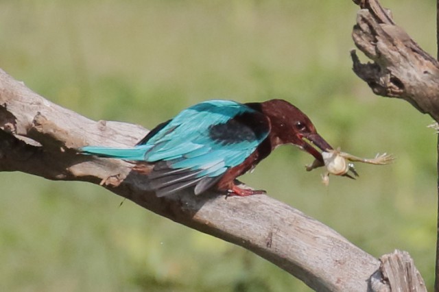 White Throated Kingfisher.9296r