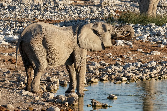 Elephant.water-hole.3311