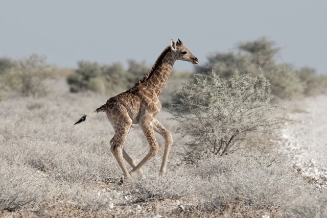 Giraffe Baby Run.2707