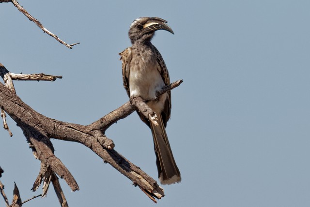 Grey Hornbill.4168
