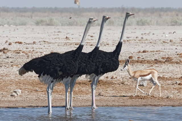 Ostrich.in A Row.2967