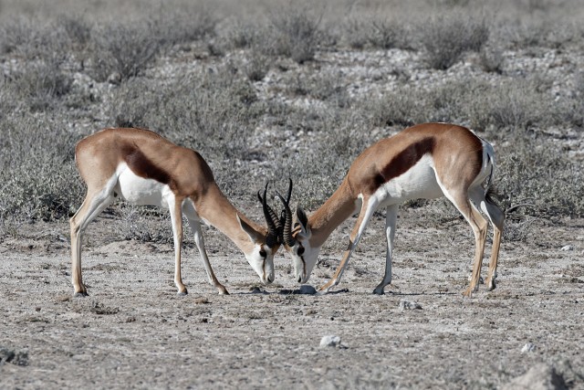 Springbok.fight.3376