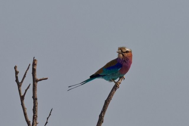 Violet-breasted Roller.4987