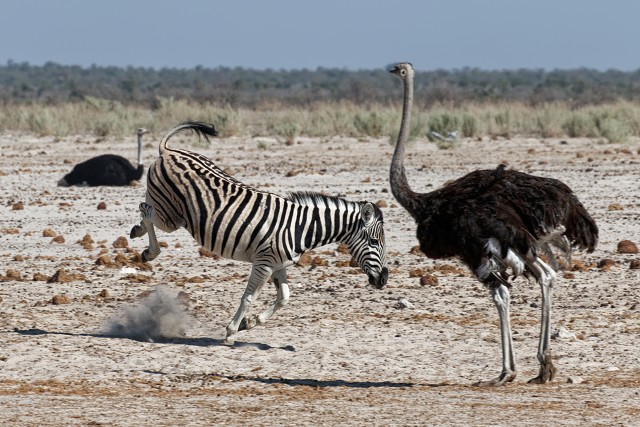 Zebra Kick.ostrich.2926