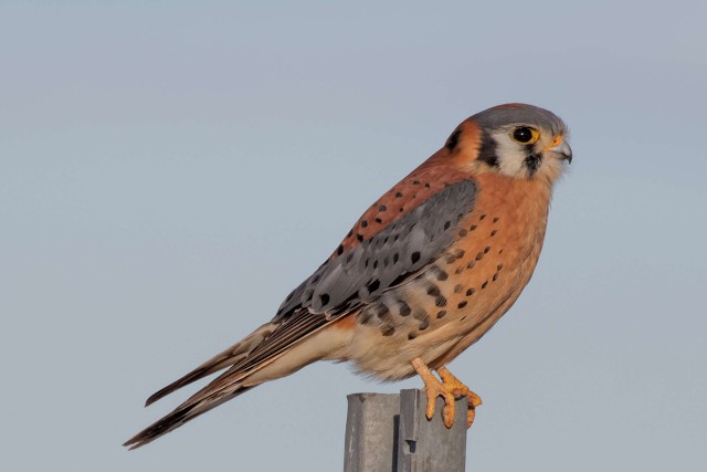 American Kestrel.0324