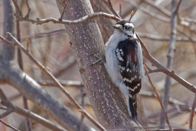 Downy Woodpecker.f.1199