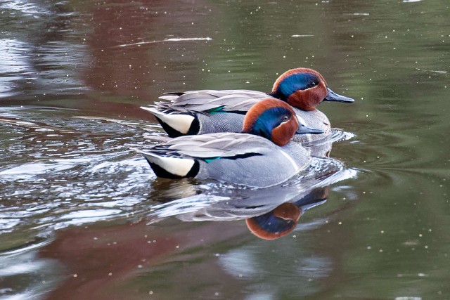 Green-winged Teal.0844