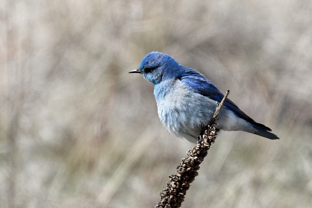 Mountain Bluebird.0922
