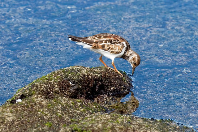 Pacific Golden Plover.0150
