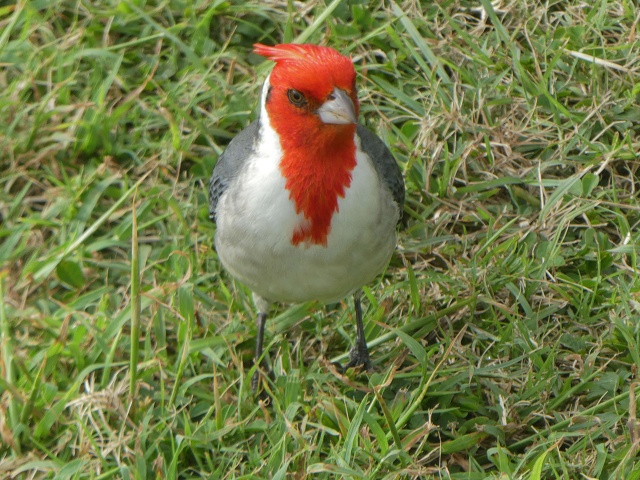 Red-breasted Cardinal.0578
