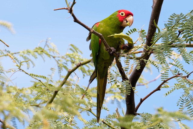 Red-masked Parakeet.0099