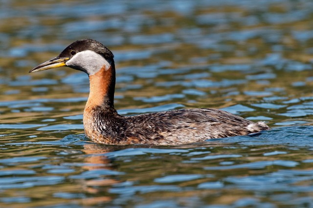 Red-necked Grebe.1523