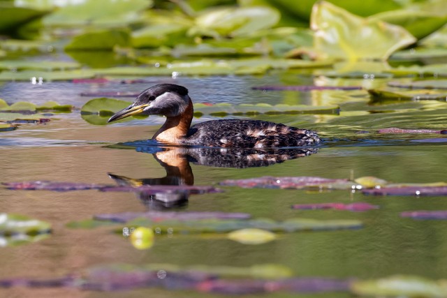 Red-necked Grebe.1653