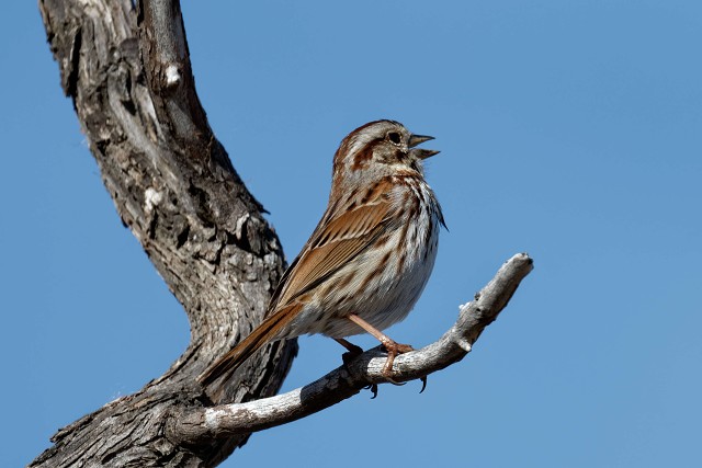 Song Sparrow.1001