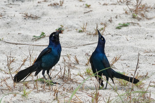 Boat-tailed Grackles