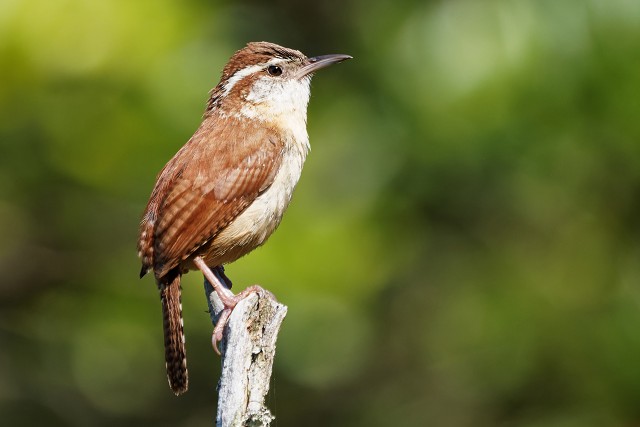 Carolina Wren