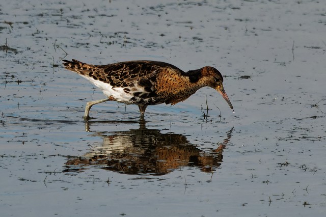 Eurasion Ruff -- rare on the East Coast