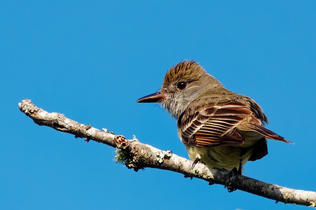 Great Crested Flycatcher