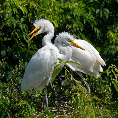 juvenile Great Egrets