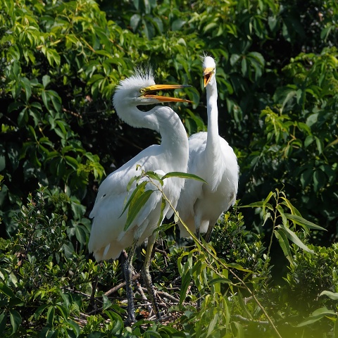 juvenile Great Egrets chatting