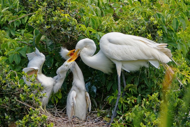juvenile Great Egrets accosting a parent